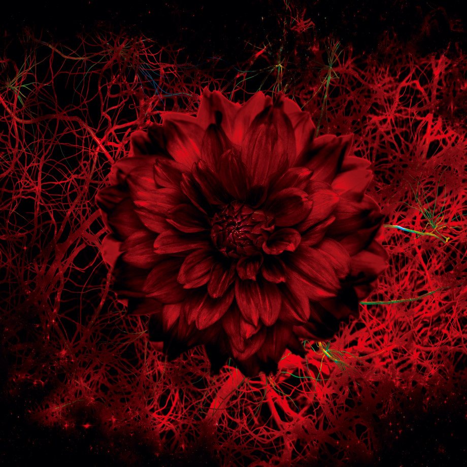 Names (Edition régulière)